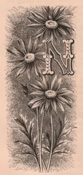 Lettera N, lettera capovolta, incisione, cm 10x5, da The familiar Garden Flower, circa 1880