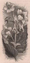 Lettera N, lettera capovolta, incisione, cm 10x5 (Frederick Edward Hulme) da The familiar Garden Flower, circa 1880