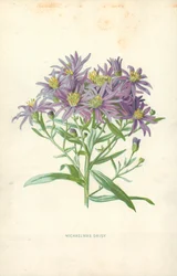 Aster settembrino