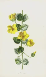 Lysimachia nummularia