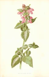 Ortica maculata