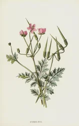 Becco di Cicogna