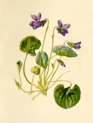 Viola dolce, 1877