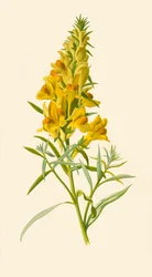 Linaria, 1877