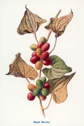 Frutti selvatici della campagna: Bryony nera (litografia a colori)
