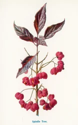 Frutti selvatici della campagna: Albero del fuso (litografia a colori)