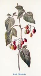 Frutti selvatici della campagna: La belladonna (litografia a colori)