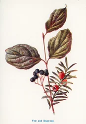 Frutti selvatici della campagna: Tasso e corniolo (litografia a colori)