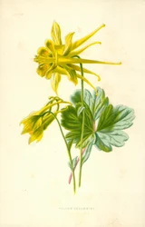Colombina gialla