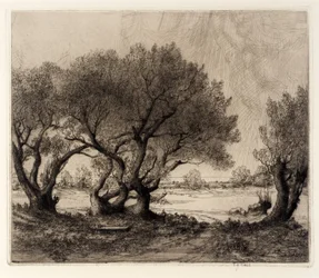 Vecchi salici