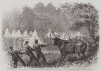 La guerra in America, Dipartimento del Quartiermastro, uccisione di buoi nel campo federale, Virginia