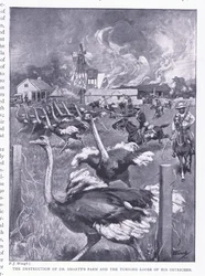 La distruzione della fattoria del Dr. Smart e la liberazione degli struzzi, da Dopo Pretoria: La guerra di guerriglia pubblicata da Harmsworth Bros Limited, 1901