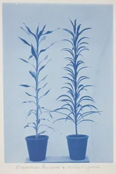 Draconas Sunderii et rubia elogans, fine XIX - inizio XX secolo