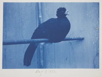 Grande Curassow, 3 agosto