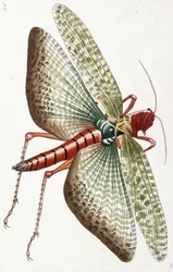 Locusta egiziana, 1790