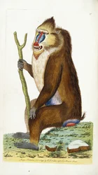 Babbuino variegato o Mandrillo Mandrillus sphinx