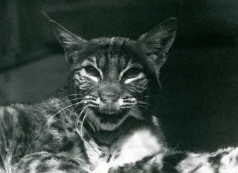 Un cucciolo di lince che si lecca le labbra, London Zoo, giugno 1925