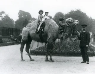 Un cammello battriano con il custode Harry Warwick al London Zoo, giugno 1924