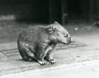 Un vombato dal naso nudo/comune/a pelo ruvido seduto a terra allo zoo di Londra nel 1929 (foto in b/n)