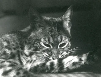 Una lince rossa che si pulisce