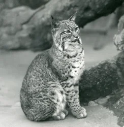 Un lince rossa o bobcat seduto allo Zoo di Londra, marzo 1927