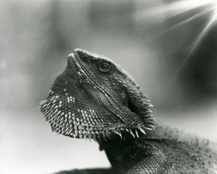 Una lucertola barbuta che guarda in alto allo Zoo di Londra nel 1930