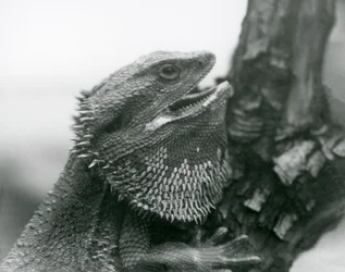 Un drago barbuto con la bocca aperta, aggrappato a un ramo, Zoo di Londra