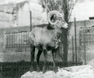 Un Ariete di pecora bighorn in piedi su una roccia che guarda oltre il suo recinto ai piedi delle Terrazze Mappin, Zoo di Londra. 1931 (foto b/n)