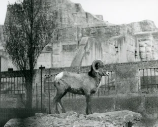 Un ariete di pecora bighorn in piedi su una roccia che guarda oltre il suo recinto ai piedi delle terrazze Mappin, Zoo di Londra. 1931