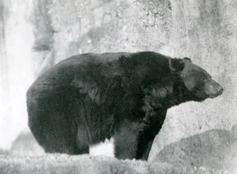 Un orso nero nel suo recinto, sulle terrazze Mappin, allo Zoo di Londra nel 1924
