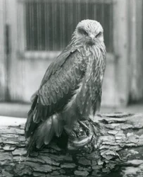 Un nibbio bruno che riposa su un tronco, Zoo di Londra, agosto 1926