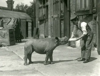 Un cucciolo di rinoceronte nero nutrito con il biberon dal suo guardiano, zoo di Londra, settembre 1928