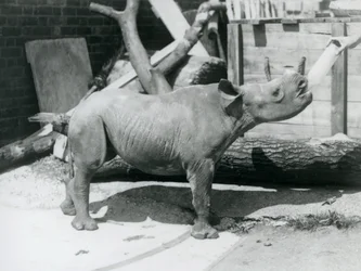 Un cucciolo di rinoceronte nero nutrito con il biberon dal suo guardiano, zoo di Londra, settembre 1928