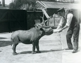 Un cucciolo di rinoceronte nero nutrito con il biberon dal suo custode, zoo di Londra, settembre 1928