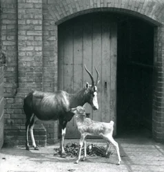 Un vitello di Blesbok con sua madre allo Zoo di Londra, giugno 1914