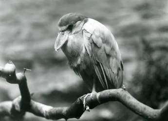 Un airone beccobarca su un ramo al London Zoo, giugno 1924