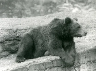 Un orso bruno che riposa su una sporgenza allo Zoo di Londra nel 1924