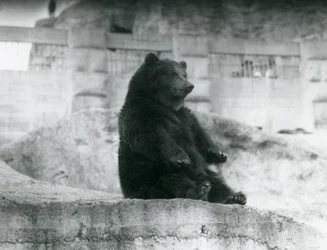 Un orso bruno seduto nel suo recinto ai piedi delle Mappin Terraces allo zoo di Londra, settembre 1921
