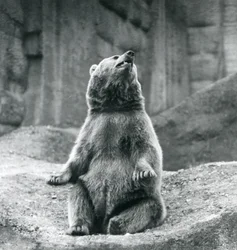 Un Orso Bruno seduto su una sporgenza rocciosa allo Zoo di Londra nel settembre 1927