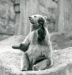 Un orso bruno seduto su una sporgenza rocciosa, che saluta con una delle zampe anteriori, Zoo di Londra, settembre 1927
