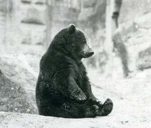 Un orso bruno seduto sulle rocce delle Mappin Terraces, zoo di Londra, giugno 1928