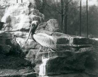 Un Pellicano Bruno in piedi sulle rocce allo Zoo di Londra, giugno 1927