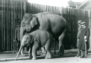 Un elefante birmano e il suo cucciolo portati a passeggio dal loro custode, mentre due altri uomini osservano