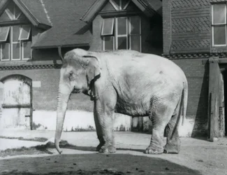 Un elefante birmano fuori dalla Casa degli Elefanti, Zoo di Londra