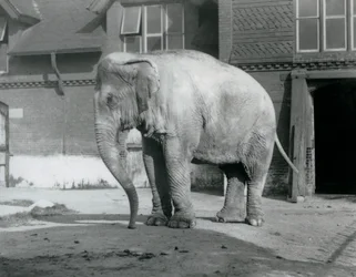 Un elefante birmano davanti alla Casa degli Elefanti allo Zoo di Londra nel 1929