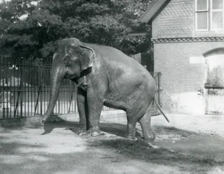 Un Elefante birmano che esce da una piscina nel suo recinto, Zoo di Londra