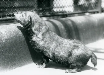 Un cane della boscaglia allo Zoo di Londra, giugno 1925