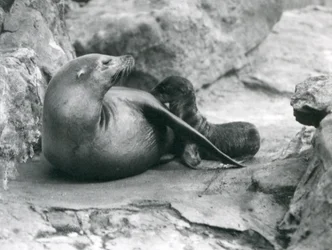 Un leone marino della California che allatta il suo cucciolo di un