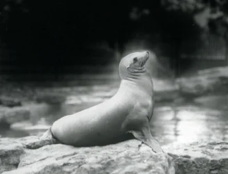 Un leone marino della California seduto su una roccia accanto alla sua piscina, Zoo di Londra, settembre 1925