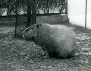 Un capibara seduto nel suo recinto allo Zoo di Londra, giugno 1927